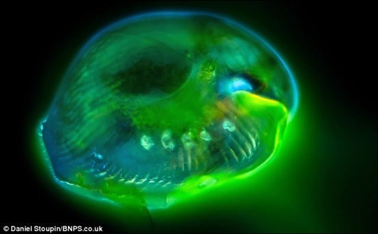 顯微鏡拍奇特?zé)晒馕⑸铮核樗仆饪諄砜? width=