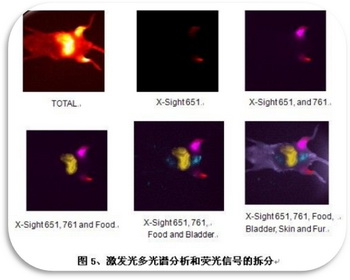 奧林巴斯顯微鏡 激發(fā)光多光譜分析和熒光信號(hào)的拆分