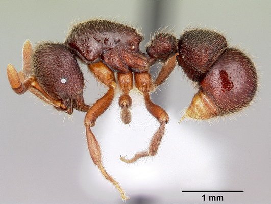 奧林巴斯顯微鏡 2_Proceratium_arnoldi_01