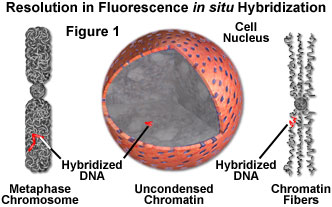 fish figure1