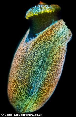 顯微鏡拍奇特?zé)晒馕⑸铮核樗仆饪諄砜? width=