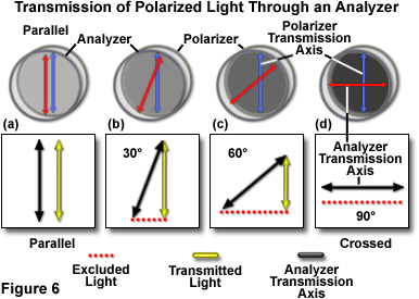 奧林巴斯顯微鏡 polarized light figure6