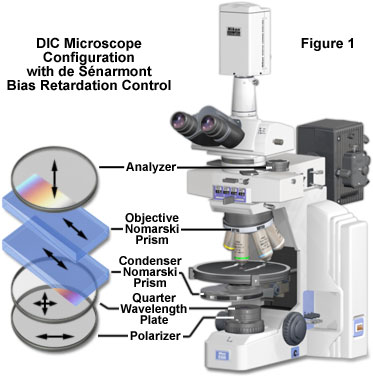 奧林巴斯顯微鏡 de senarmont intro figure1