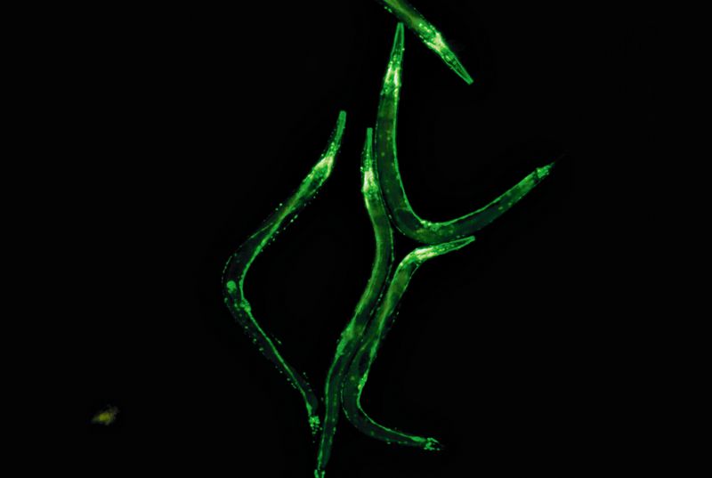 圖5：C.elegans，GFP在神經系統(tǒng)中的表達